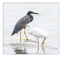 Wullie the Reef Heron