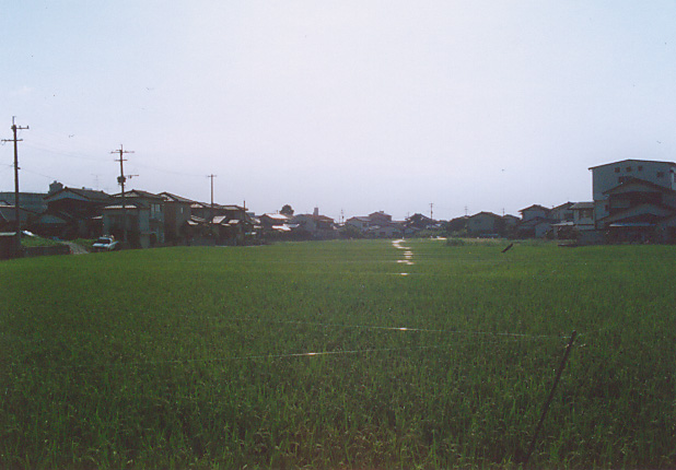 ricefield