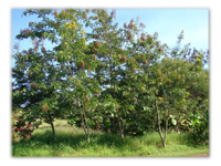 How a Tanganyika District ensured a
Sustainable Supply of Firewood
and Building Poles How a Tanganyika District ensured a
Sustainable Supply of Firewood
and Building Poles