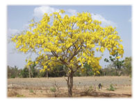 A Nigerian Garden