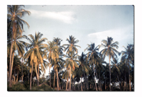 Coconut palms on the coast south of Dar es Salaam.