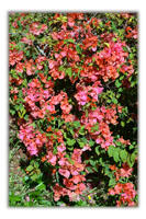 A Nigerian Garden