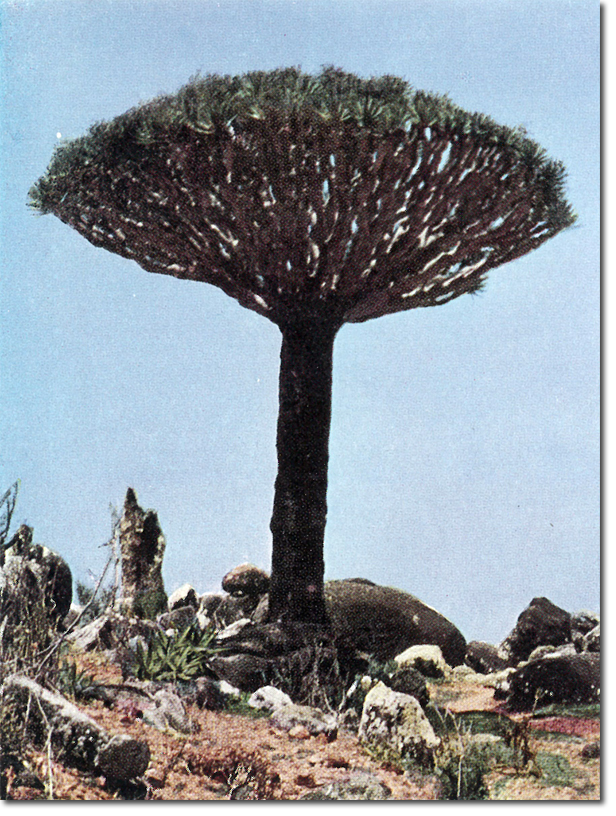 Click for Larger Resolution Image
