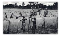 A War Effort in Tanganyika