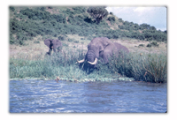 Elephants at Kazinga Channel