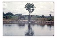 Elephant abounded on the Nile banks.