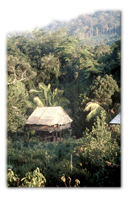 1989 Expedition to Ulu Baram in Sarawak