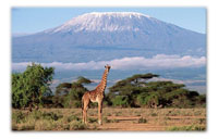 Bwana Miti, Rongai, Tanganyika Bwana Miti, Rongai, Tanganyika