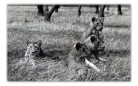 A Vignette of Africa, Past and Present