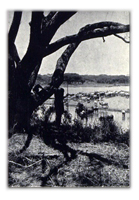 Serengeti 1954