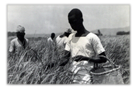 The Transfer of Power: The Colonial Administrator in the Age of Decolonisation
