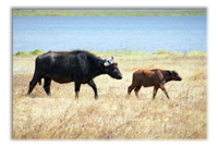 A Piano, a Buffalo and Kidneys in Red Wine