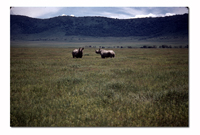 Rhino in Ngorongoro Crater