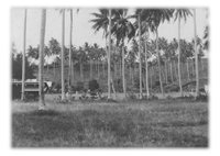 Tulagi, the capital that was abandoned.