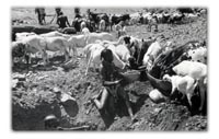 A Vignette of Africa, Past and Present