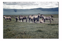 Zebra in Ngorongoro Crater