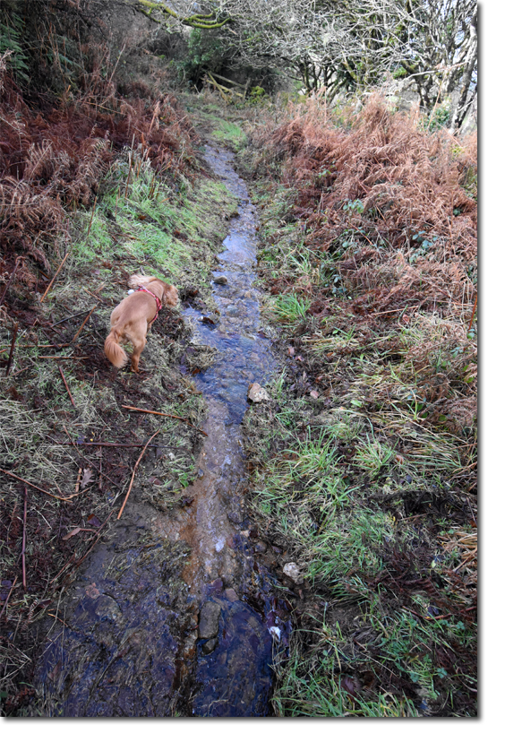 Bridle Path or Stream