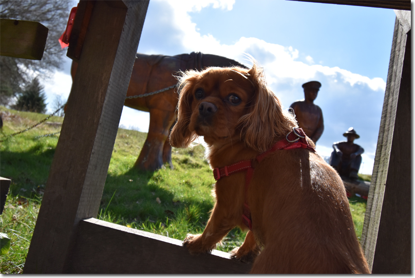 Rupert and the Canadian Forestry Corps