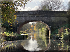 Halberton: Kingfishers on the Curious Canal to Nowhere!
