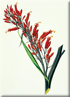 Joseph Banks