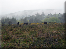 Haytor Down to Ilsington: History on the Edge of the Moor